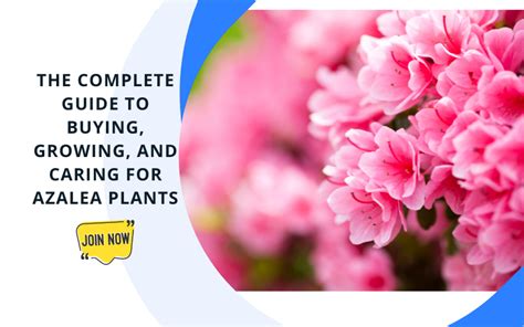 The Complete Guide to Buying, Growing, and Caring for Azalea Plants ...