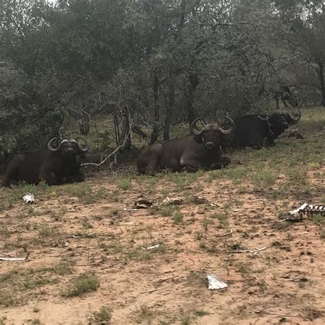 TSHUKUDU MARULA CAMP (Hoedspruit) - Campground Reviews & Photos ...