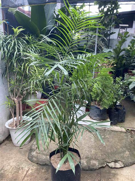 Bamboo Palm - Unbeleafable