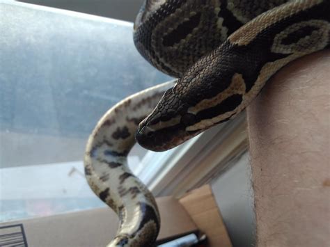 Image result for Ball Python 1 Year Old
