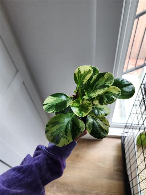 Pretty plant :u003e Anyone know what it is? : r/plants