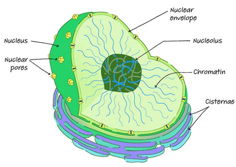 Cell Organelles - Science and Technology for UPSC CSE PDF Download