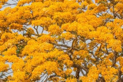 LYRS Gulmohar (The Flame Tree) Yellow Flower Seed For Home Planting ...