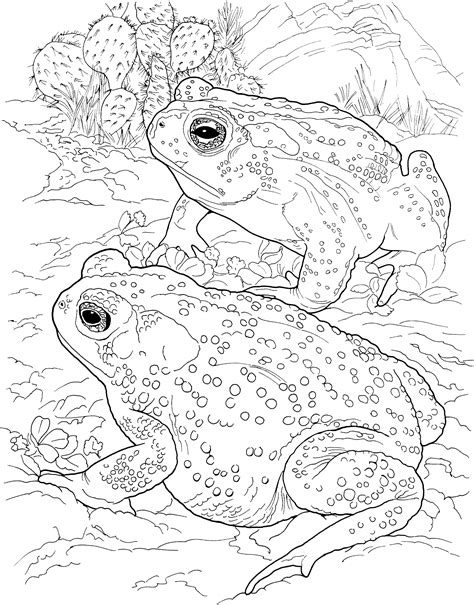 Realistic Frog Coloring Pages
