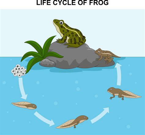 Image result for Life Cycle Animation