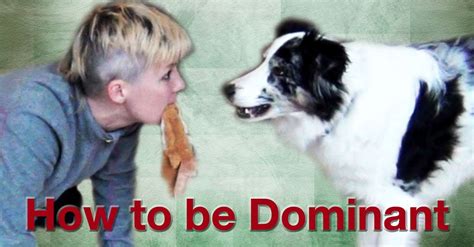 Biting Your Dog To Show Dominance - Stom