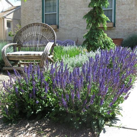 4. May Night Woodland Sage (Salvia nemorosa 'May Night')