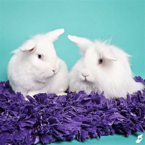 Adopt a Rabbit on National Rabbit Day, Sept. 23 - Humane Society of Utah