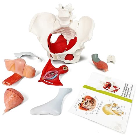 EVOTECH SCIENTIFIC Female Pelvis and Perineum Model with Removable ...