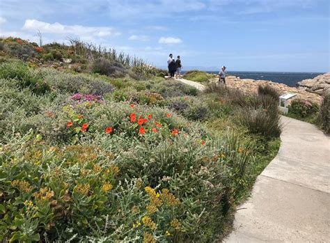 Hermanus Cliff Path - 2020 What to Know Before You Go (with Photos ...
