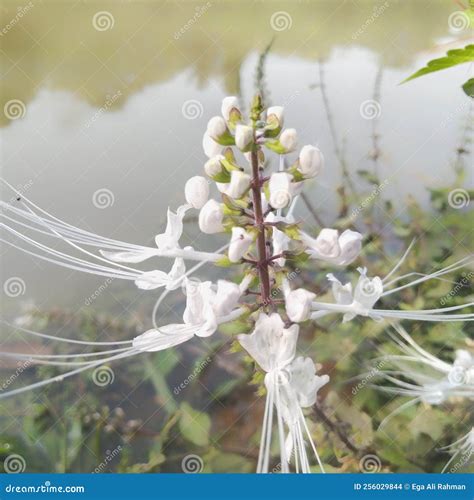 Orthosiphon Aristatus that Grows on the Edge of a Lake in the Garden Stock Photo - Image of ...