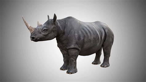 Rhinoceros 3D Model Rigged Low Poly and Game ready - Team 3d Yard