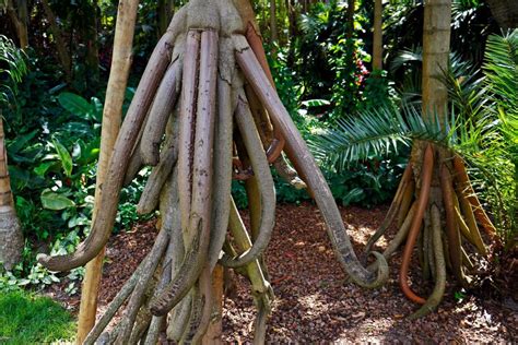 Seven surprising things you may not know about roots - ScienceX Innovations