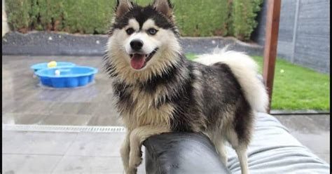 Pomsky Dog Breed Information - Top 10 Facts