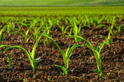 India’s NPC study shows soil health card boosts farmer income and ...