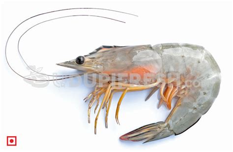 Fresh Small White Prawns - without Peeled, 1 kg – UDUPI FRESH