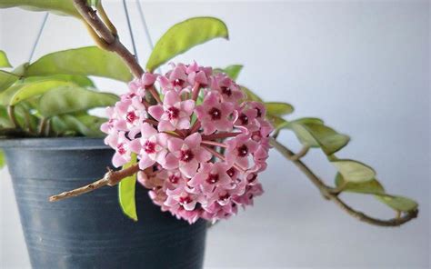 40 Best Low Light Indoor Plants for Your Home – Abana Homes
