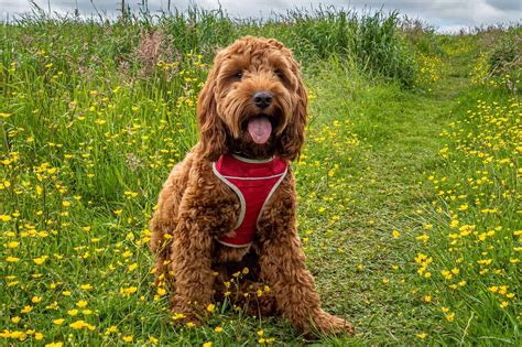 Image result for Cockapoo Adult Dogs