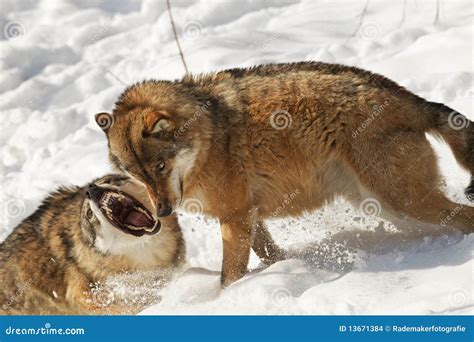 Alpha male wolf stock photo. Image of male, pack, orange - 13671384