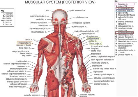 Human&Animal Anatomy and Physiology Diagrams: Lower Back Anatomy ...