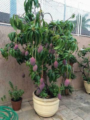 Initial Care For after Receiving Your Palmer mango Plant - Urban Plants™