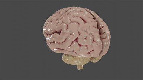 Image result for Brain Machine Learning Vector