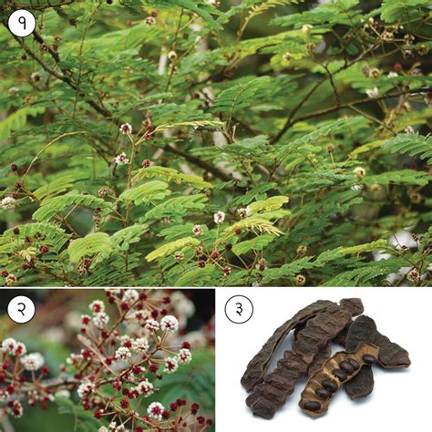 शिकेकाई (Soap pod tree) – मराठी विश्वकोश