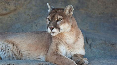 The Traveler's Guide to Zion National Park Wildlife