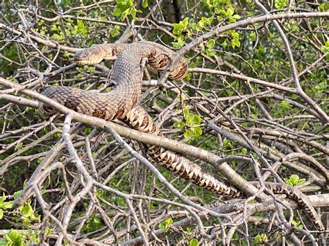 Common Water Snakes? : r/whatsthissnake