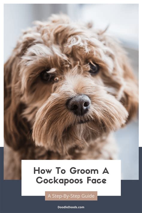 Image result for How to Groom a Cockapoo