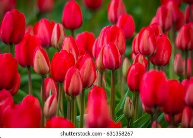 Washington 的图像结果