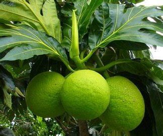 Breadfruit Plants (Artocarpus Altilis) – veliyathgardens
