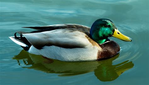 Image result for Animals Using Sign Language