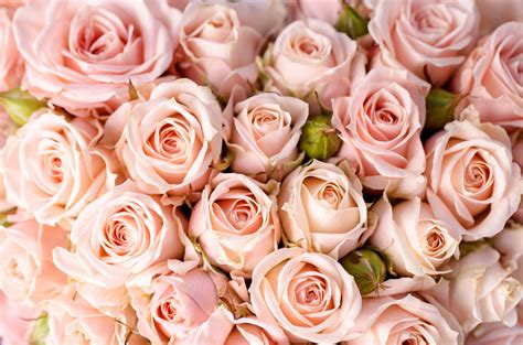 Light Pink Roses Wallpapers - Top Free Light Pink Roses Backgrounds ...