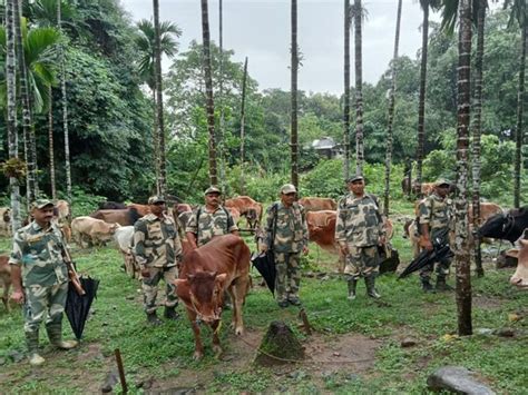 Meghalaya: BSF rescues 74 head of cattle on international border in ...