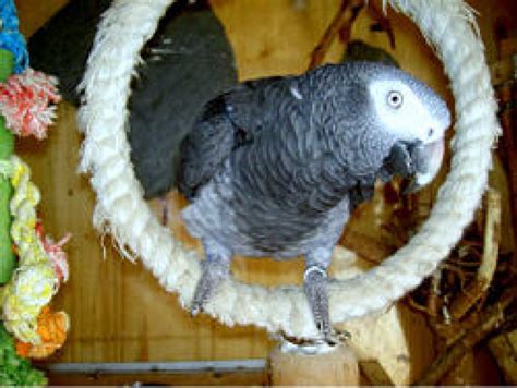 Tiere Kleinanzeigen | Tiere Annoncen | Tiere Inserate | Tiere ...