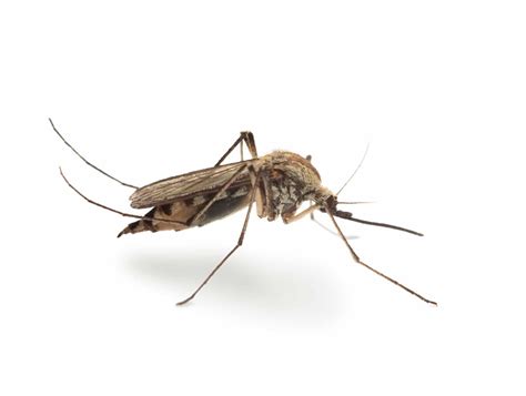 average lifespan of mosquito - Dominque Jernigan