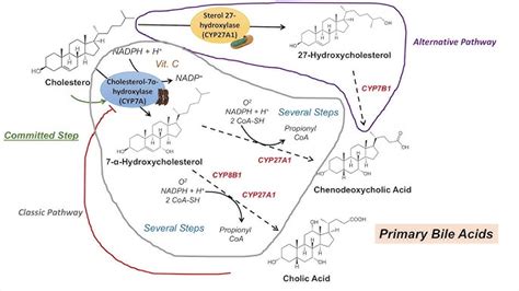 Image result for Purine Synthesis Folate