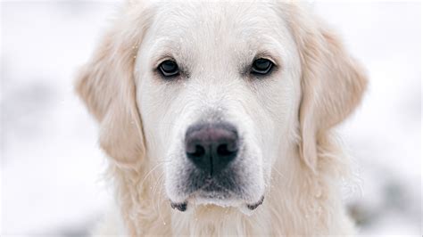 Download wallpaper 3840x2160 golden retriever, dog, white, pet 4k uhd ...