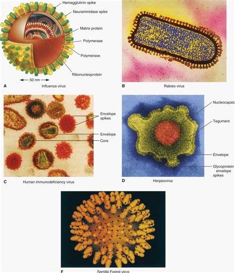 Image result for Virus Examples