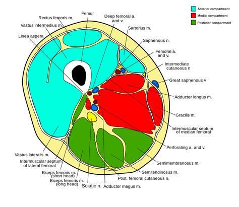 Medial Compartment Of Thigh
