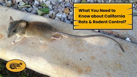 What You Need to Know about California Rats & Rodent Control - Critter ...
