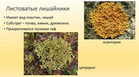 Виды накипных лишайников названия и фото