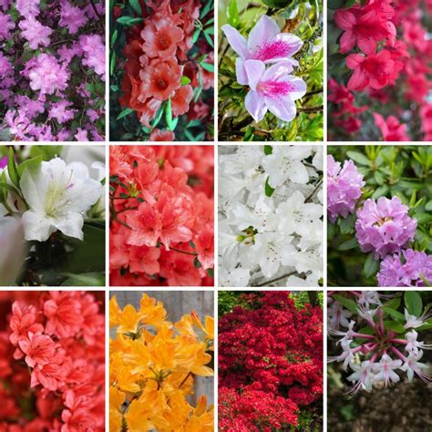 When Do Azaleas Bloom? See Popular Varieties for 4 Seasons - GardensAll