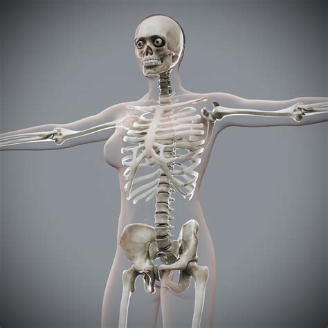 3D Human Female Skeletal Anatomy » Download and buy PRO 3D models on ...