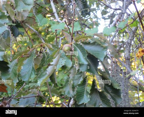 swamp chestnut oak (Quercus michauxii Stock Photo - Alamy