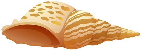 12+ Seashell Clipart (Beautiful)! - The Graphics Fairy #3969344