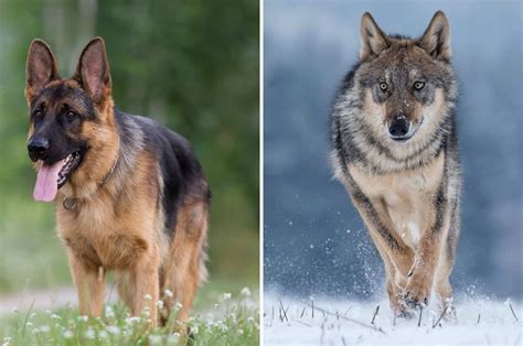 German Shepherd Vs Wolf - 8 Things To Tell Them Apart