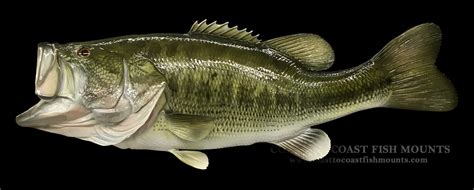 Largemouth Bass Mouth Open