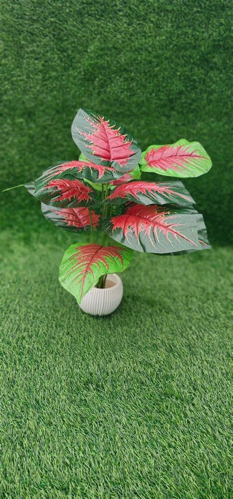 Caladium Bicolor plant, also known as Heart of Jesus or Elephant Ears.